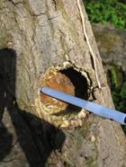 Woodpecker nests in beech and willow, the only species of fauna in Britain to excavate its own cavity