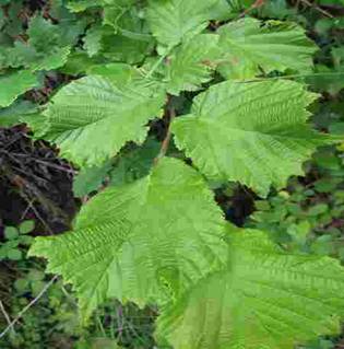Typical distribution of leaves with  ‘alternate’ pattern (hazel - Corylus) presumably to maximise photosynthesis 