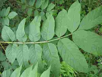 Another form of leaf distribution with the ‘opposite’ pattern (ash - Fraxinus).  There are a few that se a spiral.