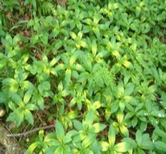 Ground flora (Dog’s Mercury – Mercurialis perernis) with yellowing indicating that the process of photosynthesis is being blocked.  Not to be confused with variegated hybrid varieties.
